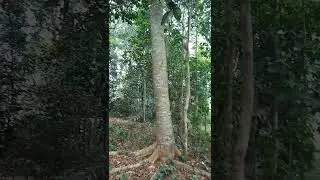 Pohon Jengjeng (Jengjing)