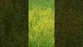Beautiful Mustard | سرسوں