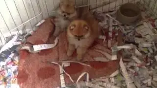 Filhote Lulu da Pomer&acirc;nia - Spitz Alem&atilde;o an&atilde;o