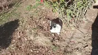 CATS LOVE SUN MORE THAN PEOPLE