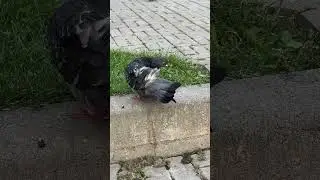 Кептерлер #кептер #birds #pigeon #reels #shorts #کبوتر #short #reel #голуби #鳩 #कबूतर #kabutar #鸽子