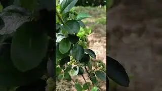 Chokeberries (Aronia)