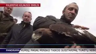Į laisvę paleistas kilnusis erelis Kaunas