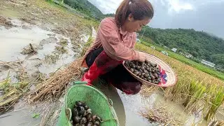 A single mother goes to catch snails and farm