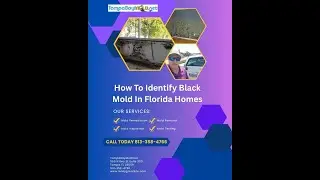 How To Identify Black Mold In Florida Homes 813-358-4766 TampaBayMold.net