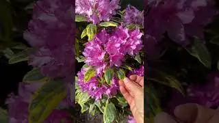 Висаджую рододендрон &ldquo;golden green gift&rdquo; #greengifs #garden 💚