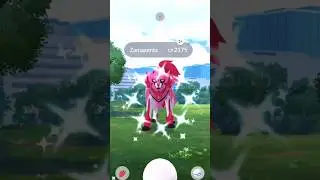Shiny Zamazenta #PokemonGo
