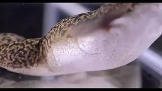 Adult Xenopus laevis frogs