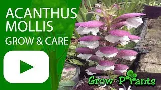 Acanthus mollis - Oyster plant - growing and care