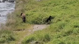 Bear family at the Chilkoot River