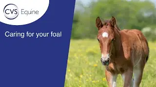 Caring for your Foal