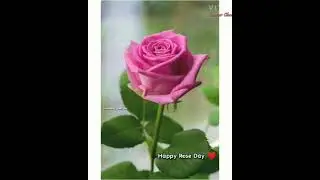 Happy Rose day status|7 February|2021