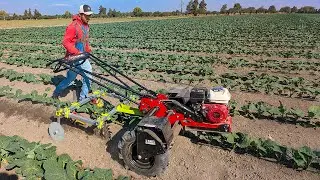 Boosting Fieldwork Efficiency In Mexico | Power Ox & Finger Weeders In Action