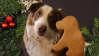 Gingerbread Dog Treats - Molasses, Ginger, Cinnamon 🐕 💗 🧁