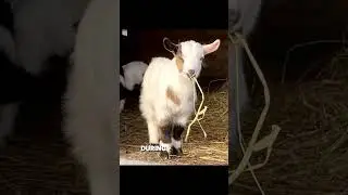 Facts about the WORLD'S FAMOUS FAINTING GOATS! #faintinggoats #nature #subscribe