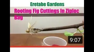 Rooting Fig Cuttings With Ziploc Bag.