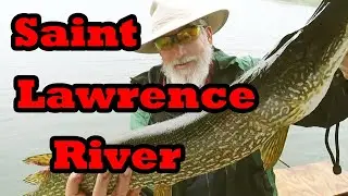 Saint Lawrence River fishing Big Pike! #lurefishing #pike