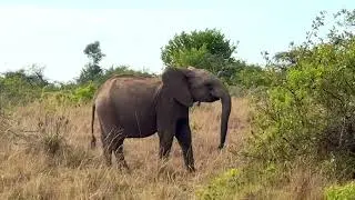 Amazing Laikipia - a first game drive&hellip;. 