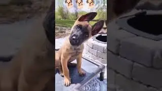 Cutest Puppies Videos Compilation #cutestmoment.