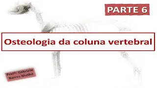 OSTEOLOGIA DA COLUNA - parte 6 (anatomia veterinária)