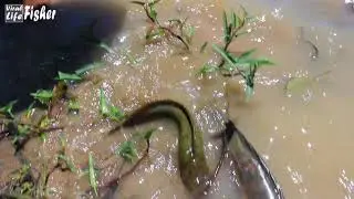 Very Lucky Fishing! Found & Catching a lot of Snakehead & Catfish in Rainy Season 2021