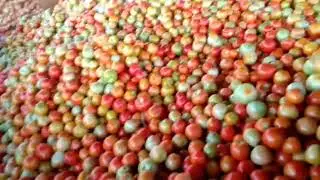 Bumper Harvest ‼️.  Must watch - #zimbabwe #farming #offgridhome #horticulture #tomatoharvesting 
