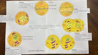 Life Cycle of a Cell: Mitosis or Cell Division Process 