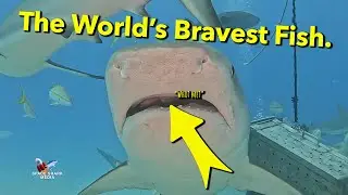 Tiger Shark and the world's bravest fish. #shark #sharks #nature #bahamas #wildlife #photography