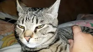U are the new cat bed!