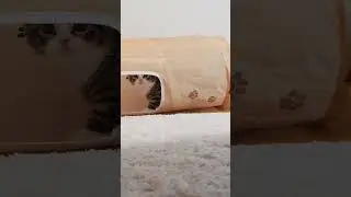 Kitten pees his pant and pretend he don't know it! #cat #kitten