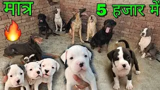 मात्र 5 हजार में 🔥| Cheapest Dog Market in India | American bully, Rottweiler, European doberman |