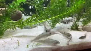 Mottled Sculpin Aquarium, Native tank feeding