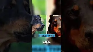 Doberman czy Beauceron: prawdopodobnie je mylisz!