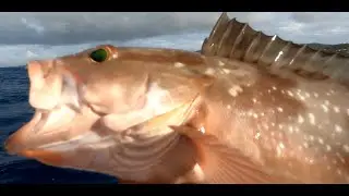 Best Split Charter in St Thomas US Virgin Island How to Rig Your Fishing Gear for Reef Fishing USVI