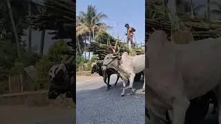 ऊसतोड बैलगाडी #shortsfeed #minivlogs #amolsupugade