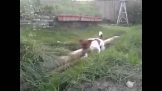 Kill the Wabbit.