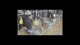 The pups are enjoying their milk.#holstein #calf #feeding #milk