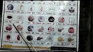 arbi m jism k nam