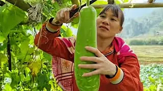 harvesting giant gourds to sell at market - and daughter Lý Thị Đào