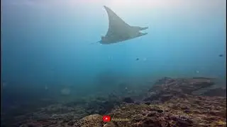 MOLA - MOLA DIVE BALI TRIP 2024 WITH OCEAN GRAVITY BALI