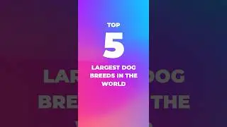 Top 5 Largest Dog Breeds in the World🔥#shorts #top5 #lists #viral #dog #dogs #dogsofyoutube #bigdog