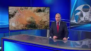 STV News coverage of Flame Shell Reef Discover off Arran