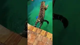 Swimming Jaguar Boy!