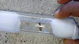 First Queen!!!