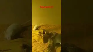 Mojave Green Rattlesnake strike. Please like and subscribe!