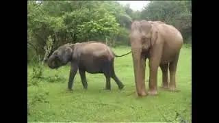 2004.11.20 YALA Safari Tour