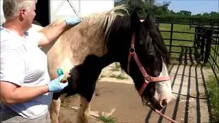 Horse Mane Care | 513 940-0100