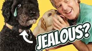 Why Is My Dog Jealous?