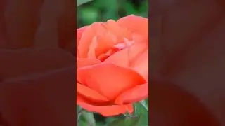 Flower Blooming Time Leps || Beautiful Flowers || Pretty Flowers Video ||Open Flowar || Rose