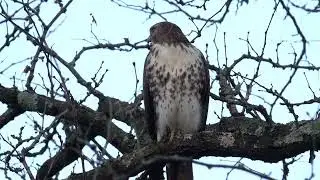 HD Red Tailed Hawk perched on a branch close up